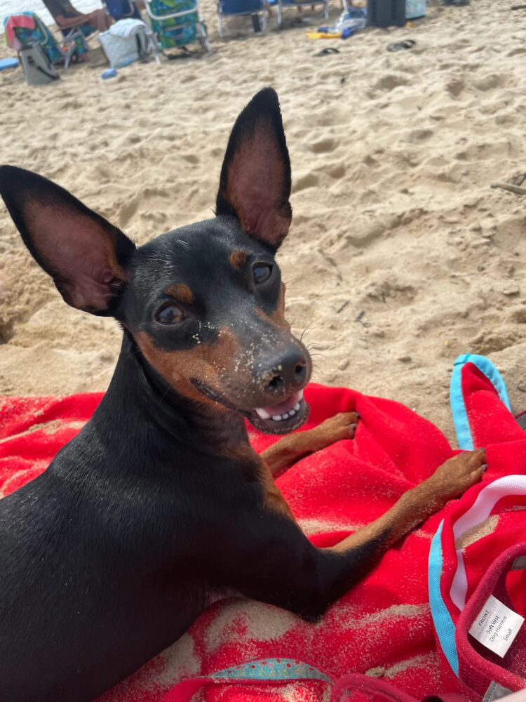 Ladi Dadi the dog at the beach